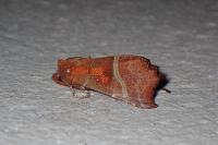 Scoliopteryx libatrix