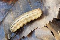 Noctua pronuba
