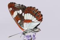 Limenitis reducta
