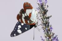 Limenitis reducta