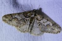 Agriopis leucophaearia