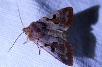 Orthosia gothica