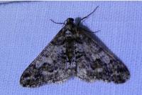 Agriopis leucophaearia
