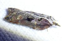 Acleris cristana