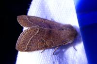 Orthosia cerasi