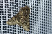 Apocheima hispidaria