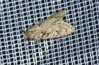 Diurnea fagella