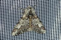 Biston strataria