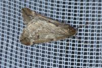 Alsophila aescularia