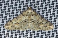 Agriopis leucophaearia
