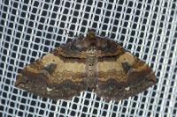 Earophila badiata