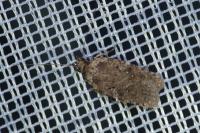 Agonopterix