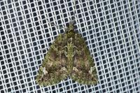 Chloroclysta siterata
