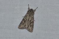 Xylocampa areola