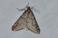 Alsophila aescularia