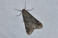 Alsophila aescularia