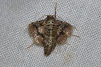 Phigaliohybernia marginaria
