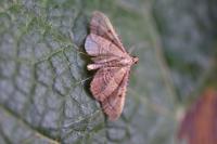 Endotricha flammealis