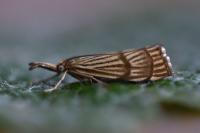 Chrysocrambus linetella