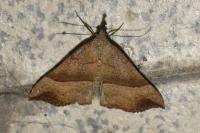Hypena proboscidalis