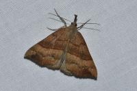 Hypena proboscidalis