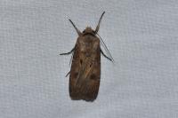 Agrotis exclamationis