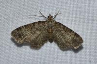 Gymnoscelis rufifasciata