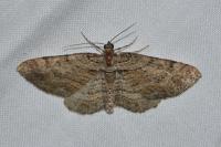 Gymnoscelis rufifasciata