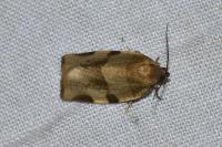 Choristoneura hebenstreitella