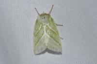 Pseudoips prasinanus