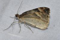 Epirrhoe alternata