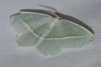 Campaea margaritaria