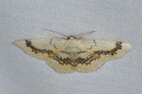 Cyclophora annularia