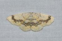 Cyclophora annularia
