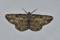 Peribatodes rhomboidaria