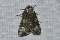 Craniophora ligustri