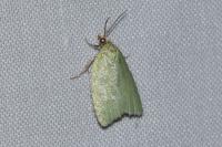 Tortrix viridana