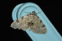 Colostygia pectinataria