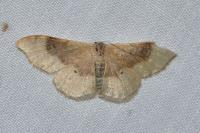 Idaea degeneraria