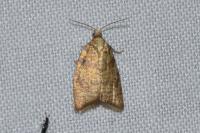 Aleimma loeflingiana