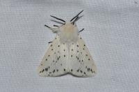 Spilosoma lubricipeda