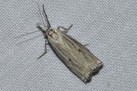 Crambus lathoniellus