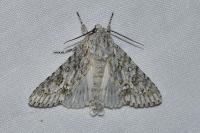 Acronicta aceris