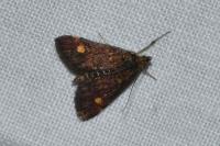 Pyrausta aurata