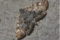 Elophila nymphaeata