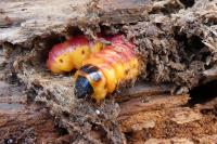 Cossus cossus