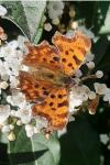 Polygonia c-album