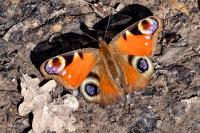 Aglais io