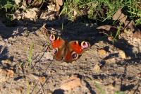 Aglais io