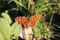 Polygonia c-album